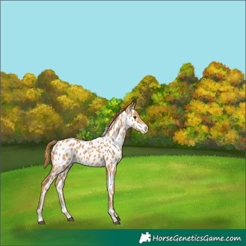 Horse Color:Chestnut Near Leopard