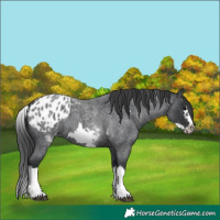 Horse Color:White Spotted Blue Roan Splash Frame Appaloosa 