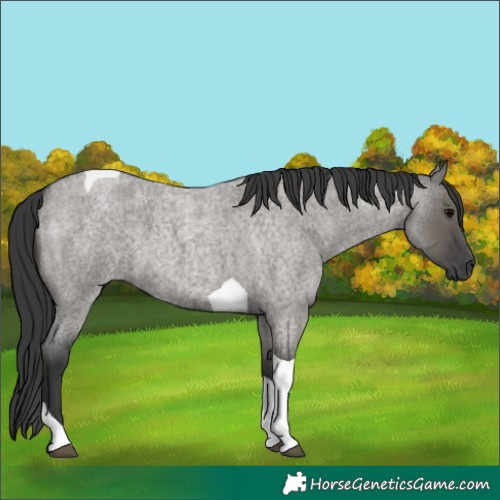 Horse Color:Grullo Roan Tobiano 