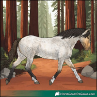 Horse Color:Buckskin Roan Dun Tobiano 