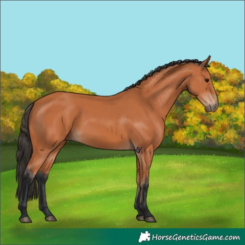 Horse Color:Bay 