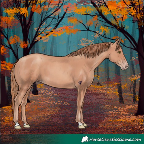 Horse Color:Gold Champagne