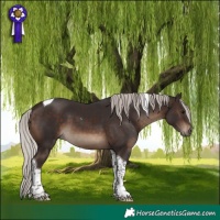 Horse Color:Silver Brown Tobiano