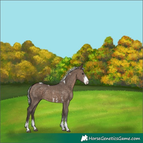 Horse Color:Silver Brown Dun Sabino Tobiano 