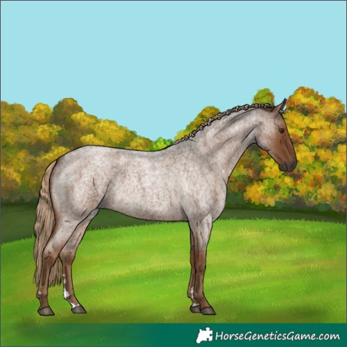 Horse Color:Gray Chocolate Palomino Roan 