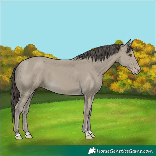 Horse Color:Classic Cream Champagne