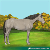 Horse Color:Classic Cream Champagne 
