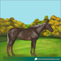 Horse Color:Gray Chocolate Palomino