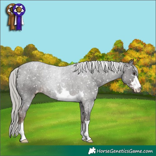 Horse Color:Liver Chestnut Mushroom Appaloosa 