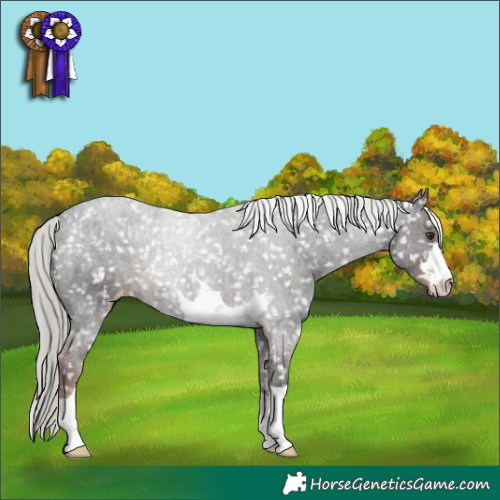 Horse Color:Liver Chestnut Mushroom Appaloosa 