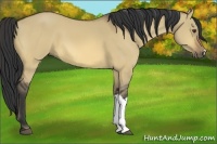 Horse Color:Buckskin Dun 