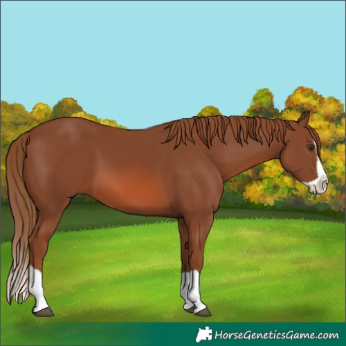 Horse Color:Chestnut Splash