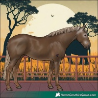 Horse Color:Gray Chocolate Palomino 