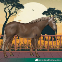 Horse Color:Gray Chocolate Palomino 