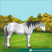 Horse Color:White Spotted Blue Roan Splash Frame Appaloosa 