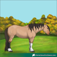 Horse Color:Bay Dun Tobiano 