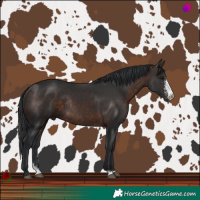 Horse Color:Brown Sabino Rabicano