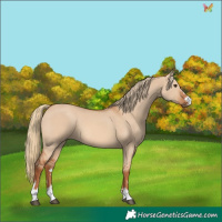 Horse Color:Red Dun 