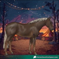Horse Color:Gray Chocolate Palomino 