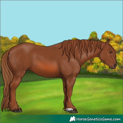Horse Color:Chestnut 