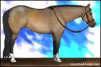 Horse Color:Bay Dun
