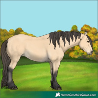 Horse Color:Buckskin