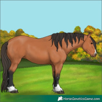 Horse Color:Bay 