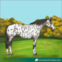 Horse Color:Grullo Near Leopard