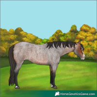 Horse Color:Bay Roan Splash