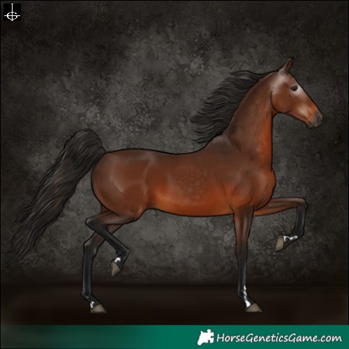 Horse Color:Gray Bay 