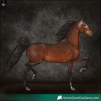 Horse Color:Gray Bay 