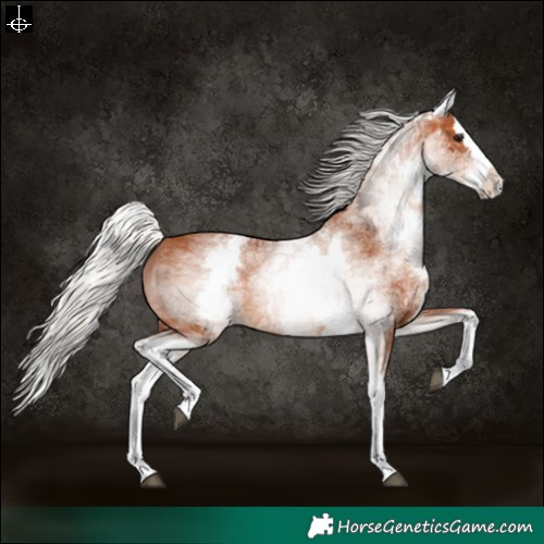 Horse Color:White Spotted Silver Bay Splash