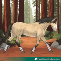 Horse Color:Buckskin 