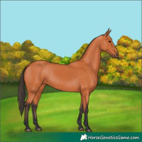 Horse Color:Bay 