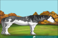 Horse Color:Brown Sabino Splash 