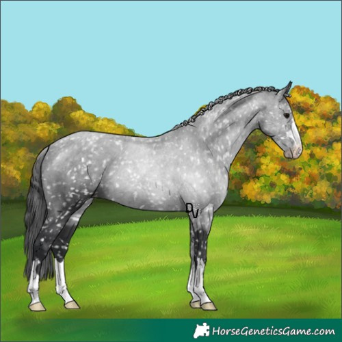 Horse Color:Black Appaloosa 