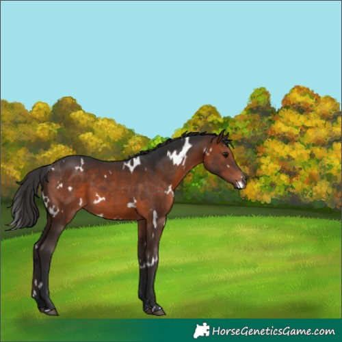 Horse Color:White Spotted Brown 