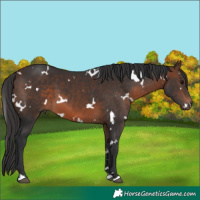 Horse Color:White Spotted Brown