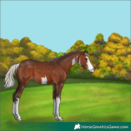 Horse Color:White Spotted Silver Brown 