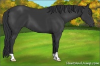 Horse Color:Black 