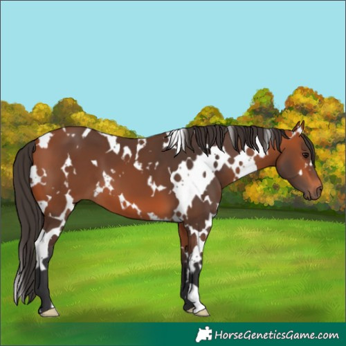 Horse Color:White Spotted Bay
