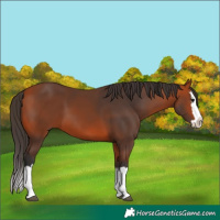 Horse Color:Bay Splash