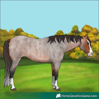 Horse Color:Bay Roan Splash