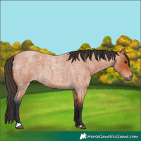 Horse Color:Bay Roan 