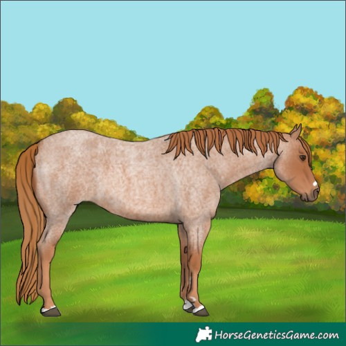 Horse Color:Red Roan 