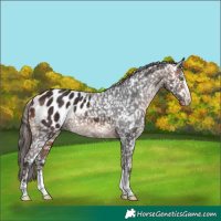 Horse Color:Bay Appaloosa 