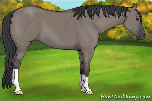 Horse Color:Grullo