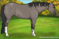 Horse Color:Grullo 