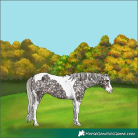 Horse Color:Liver Chestnut Mushroom Splash Tobiano Appaloosa