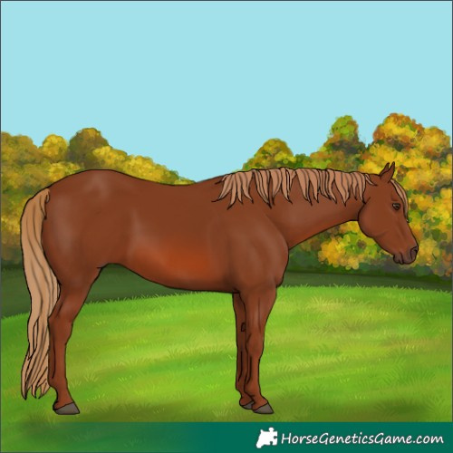 Horse Color:Chestnut 